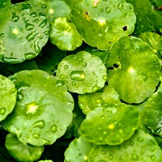Estratto di Centella Asiatica